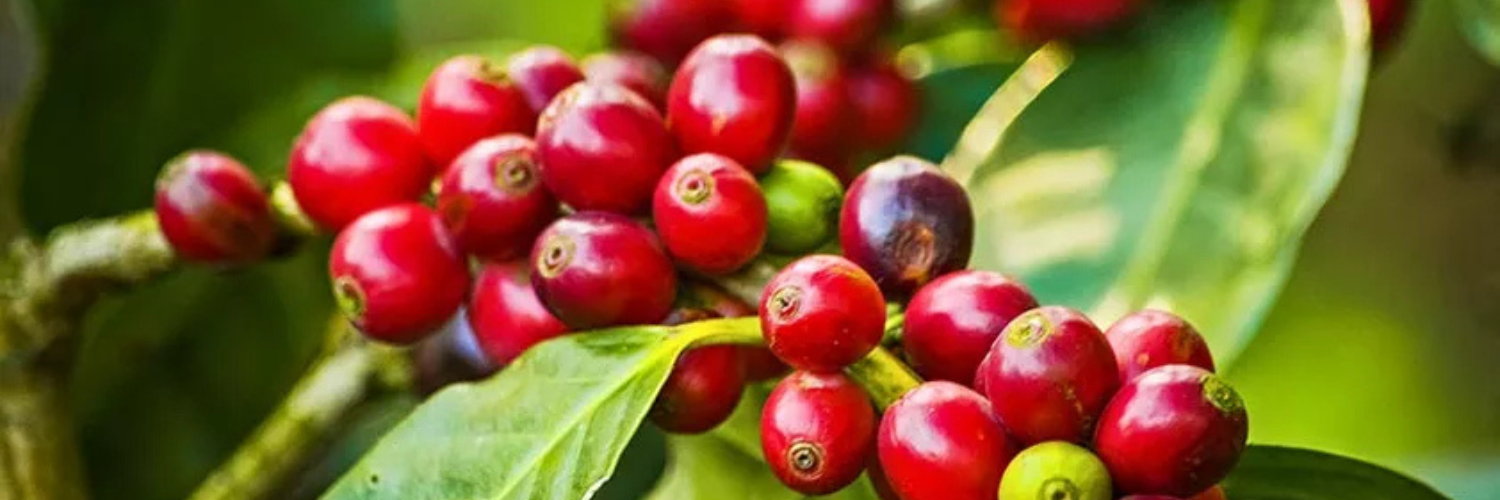 Unlocking the Power of Coffee Fruit: A Natural Brain and Body Booster